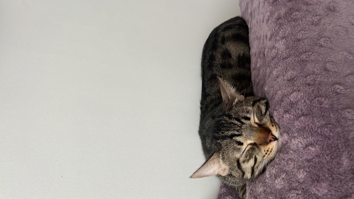 2 yaşında kısır erkek kedi fotoğraf