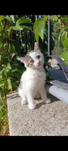 CİMCİME KIZ SİZE GELSİN Mİ? fotoğraf