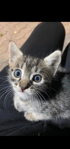 BEBEK LULUYA YUVA fotoğraf