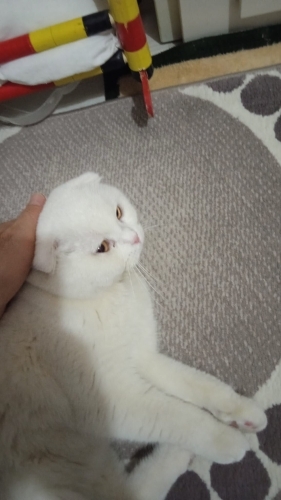 DAHA YAKIŞIKLISI YOK..! SCOTTISH FOLD KISIR..!! fotoğraf