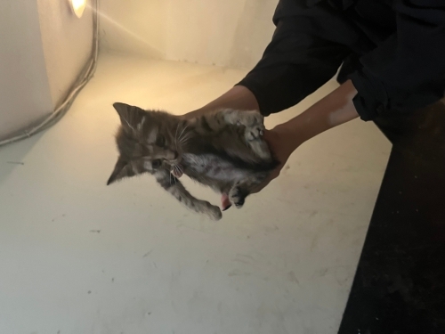 kaçak bir kedi acil yuva arıyoruz fotoğraf