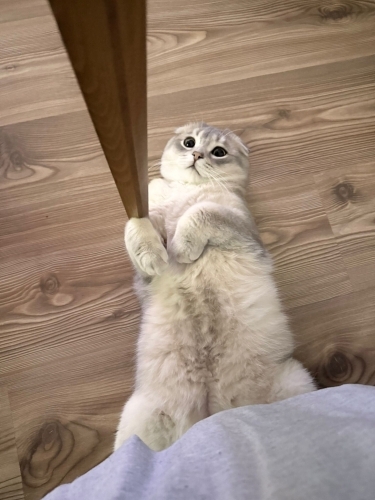 İKİ KARDEŞ KISIR..!! SCOTTISH FOLD..!! fotoğraf
