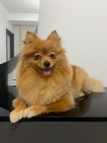 3 Yaşında Kısır Dişi Pomeranian leydi Yuvasını Arıyor fotoğraf