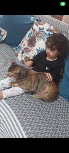 Sevimli lagertha fotoğraf