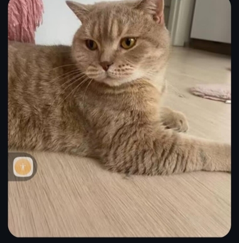 Sessiz akıllı bir kedidir sarı renk çipi var kısırlaştırılmış fotoğraf