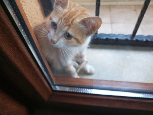 Çok sevimli sakin sevecen aç bir yavru fotoğraf