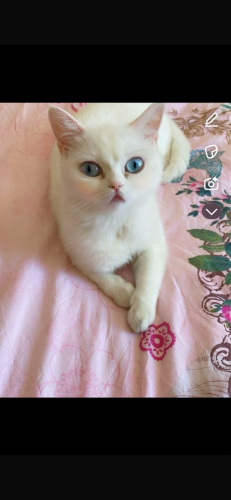 Ömürlük yuva aranıyor fotoğraf