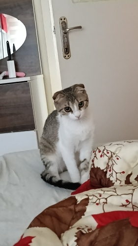 Sahiplendirilcektir fotoğraf