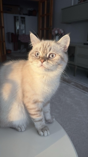 TEMİZ BAKIMLI DÜNYA TATLISI fotoğraf