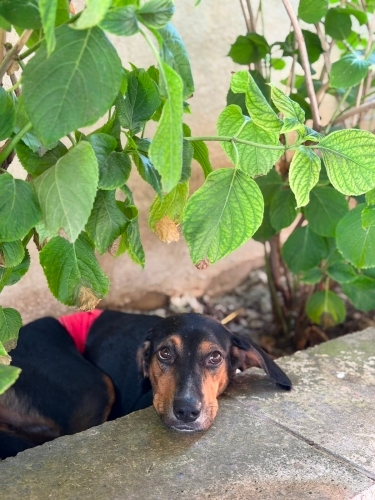 Ben Puik, 2 yaşında dişi bir av köpeğiyim. Terk edildim, ömürlük yuvamı arıyorum fotoğraf