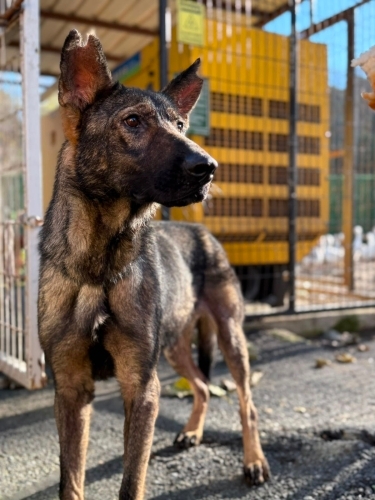 Rocky ömürlük yuvasını bekliyor - ÜCRETSİZ SAHİPLENDİRME fotoğraf