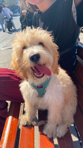 Acil sahiplendirilecek maltipoo fotoğraf