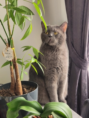 🐱 Oscar Ömürlük Yuvasını Arıyor – Sevecen British Shorthair fotoğraf