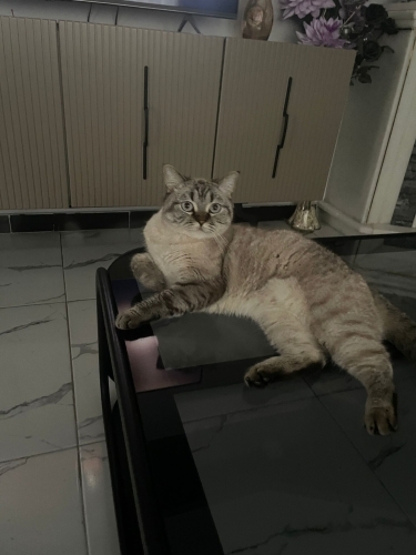 Cana yakın oyuncu british shorthair erkek fotoğraf