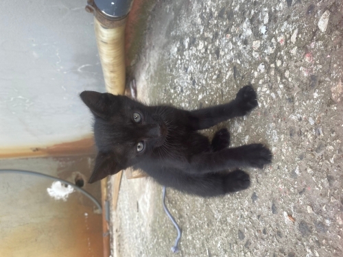 Siyah yavru kedi fotoğraf