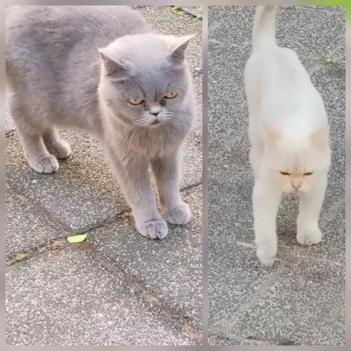 SİTEYE TERK EDILEN KEDİLERE ACİL YUVA ARANIYOR fotoğraf