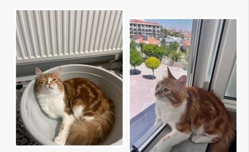 Kısırlaştıramadığım için sahiplendiriyorum:( fotoğraf