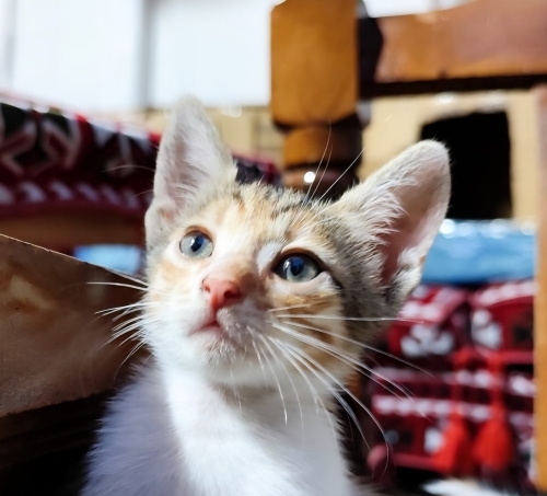 NE OLUR SOKAKLARA DÖNMEME İZİN VERMEYİN fotoğraf