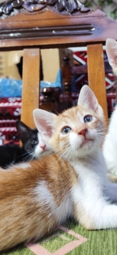 NE OLUR SOKAKLARA DÖNMEME İZİN VERMEYİN fotoğraf
