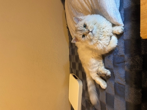 ömür boyu sizi izlemek istiyor fotoğraf