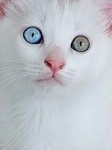 Evinizde bana da yer var mı? fotoğraf