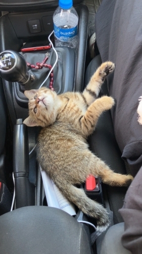 Mio dişi kedi sahiplendirme fotoğraf