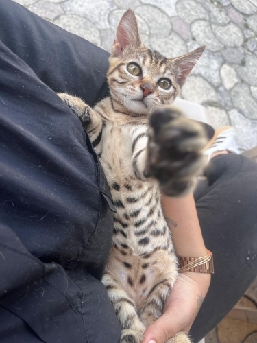 Sizi yakışıklı bir minikle tanıştırmak istiyorum fotoğraf