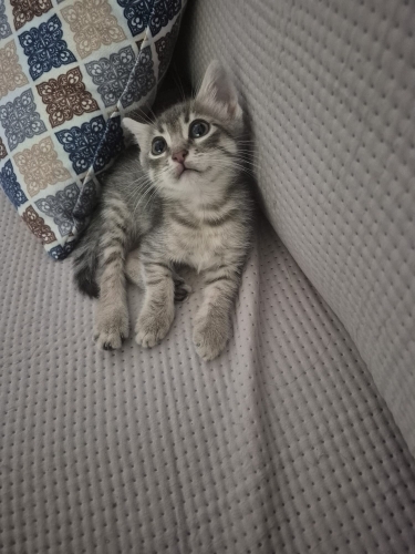 Cana yakin oyincu sevgi istiyor yuva ariyor fotoğraf