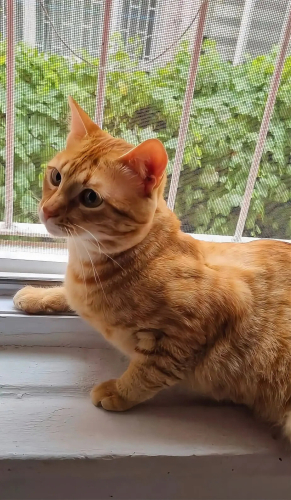 Üç patili çocuğa yuva fotoğraf