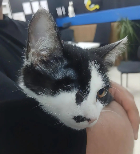 Özel tatlı sevimli kıza yuva fotoğraf