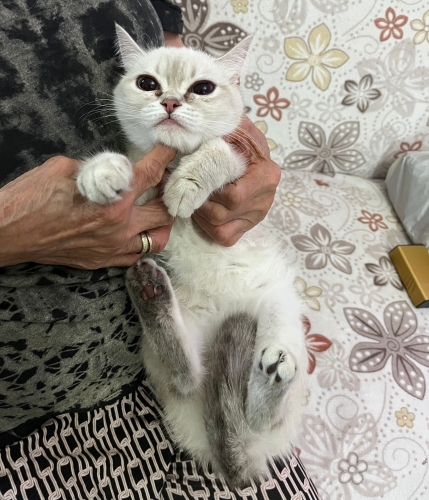 ÖMÜRLÜK YUVA ARAYAN MİNİK KEDİ fotoğraf