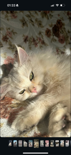 Kedimize güzel bir yuva arıyoruz fotoğraf