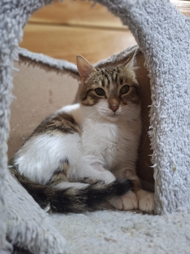 Tostos, 6 aylık; erkek kısır fotoğraf