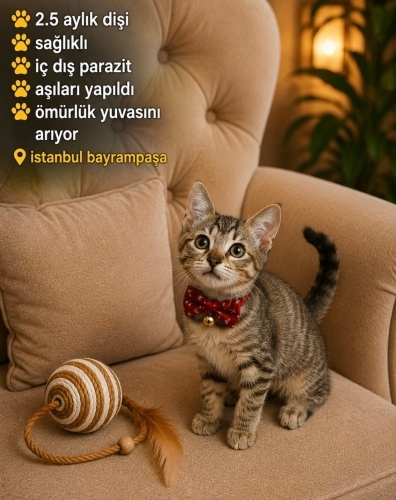 ÖMÜRLÜK YUVAM OLUR MUSUN fotoğraf