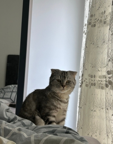Ev Kedisi Pamuga yeni ev ariyoruz fotoğraf