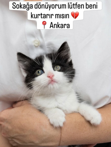 PANDA İÇİN ÇOK ACİL YUVA ARANIYOR fotoğraf