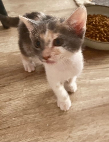 SANS KEDISI KUKI BEBEK ACIL YUVA ARIYOR! fotoğraf