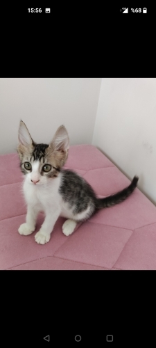 Tekir Yavru Kedi Sokaktan Bulundu fotoğraf