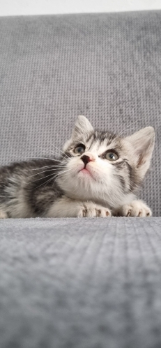 Yuvam olur musun? fotoğraf