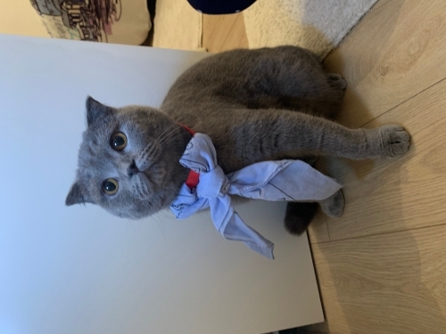 🐾 1 Yaşında Scottish Fold, Sevgi Dolu Yuva Arıyor fotoğraf
