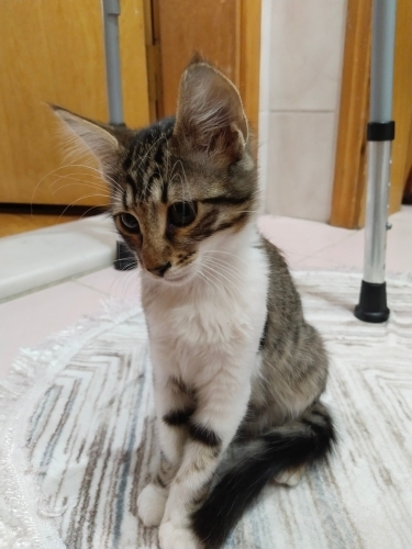 3 aylık dişi yavru kedi fotoğraf