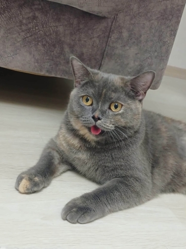 Çok sakin uysal bir kedi fotoğraf