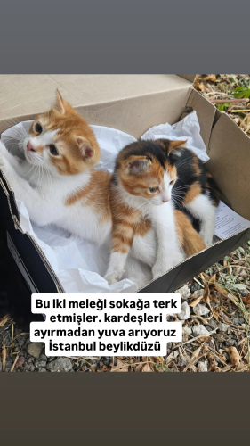 Acil yuva aranıyor fotoğraf