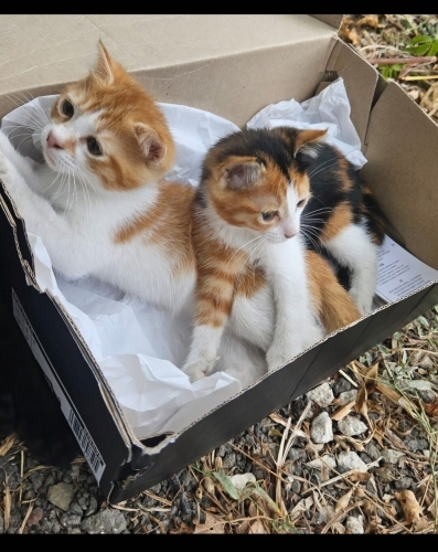 Acil yuva aranıyor fotoğraf