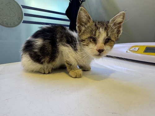 Görme Engelli 1,5 Aylk Yavru Kedi Çok Acil Yuva fotoğraf