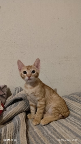 1.5 aylık prense yuva fotoğraf