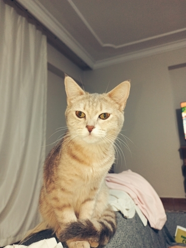 Ücretsiz kedi sahiplendirme fotoğraf