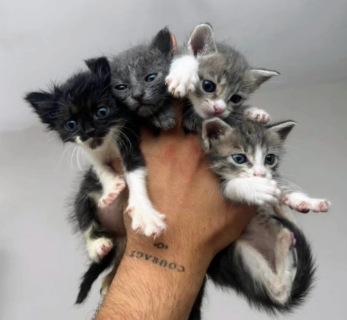 Bıdıklara yuva aranıyor fotoğraf