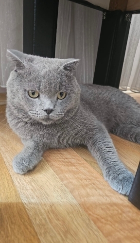 Duman yuva arıyor fotoğraf