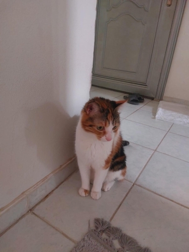 Cana yakın, sıfır agresiflik fotoğraf
